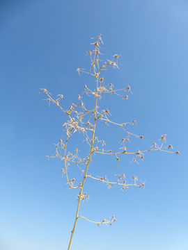 Lactuca serriola L. resmi