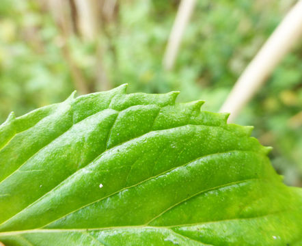 Image of Water Mint