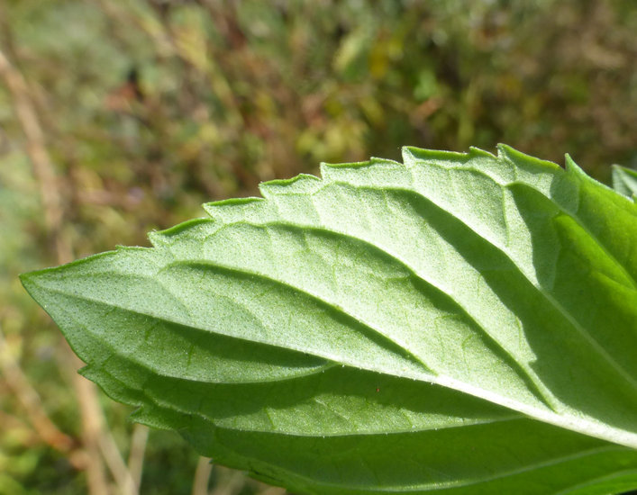 Image of Water Mint