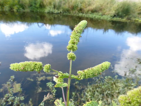 Image of Garden mint