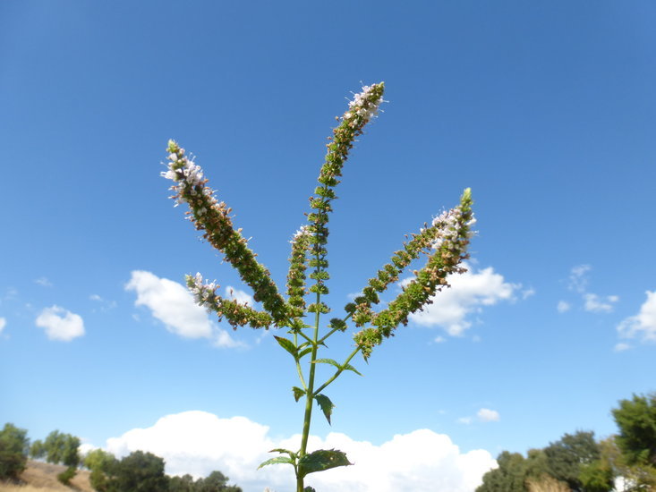 Image of Garden mint