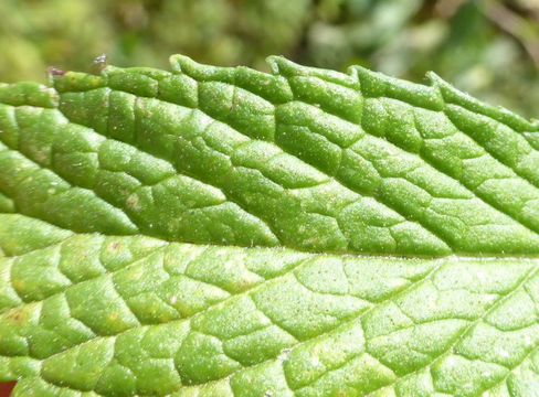 Слика од Mentha spicata L.