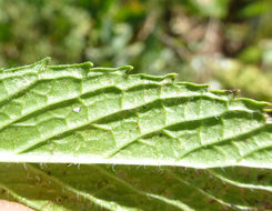 Image of Garden mint