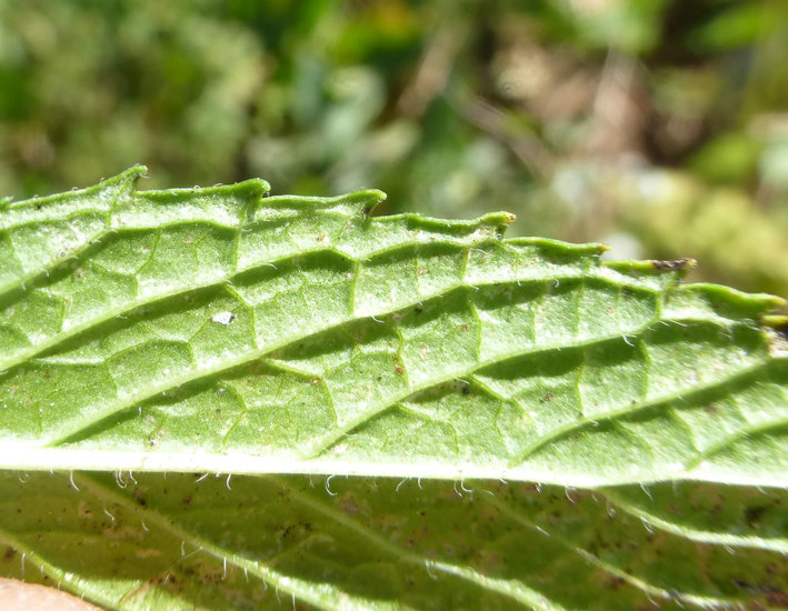 Image of Garden mint