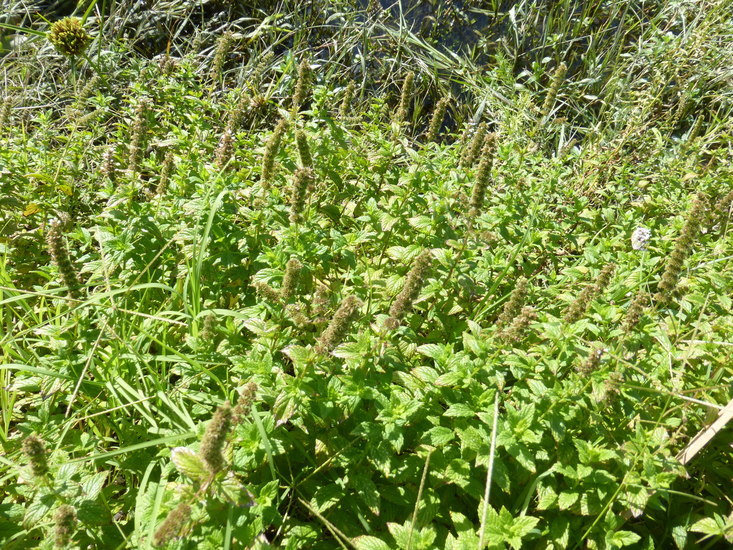 Image of Garden mint