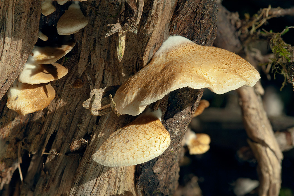 Слика од <i>Crepidotus mollis</i> var. <i>calolepsis</i>