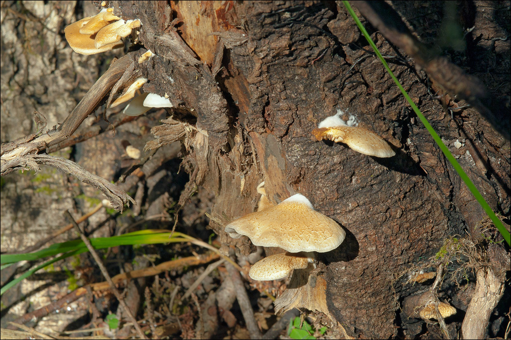 Слика од <i>Crepidotus mollis</i> var. <i>calolepsis</i>