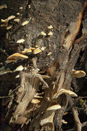 Слика од <i>Crepidotus mollis</i> var. <i>calolepsis</i>