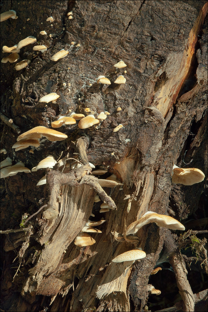 Слика од <i>Crepidotus mollis</i> var. <i>calolepsis</i>