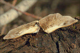 Слика од <i>Crepidotus mollis</i> var. <i>calolepsis</i>