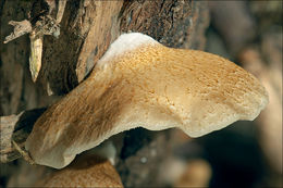 Слика од <i>Crepidotus mollis</i> var. <i>calolepsis</i>