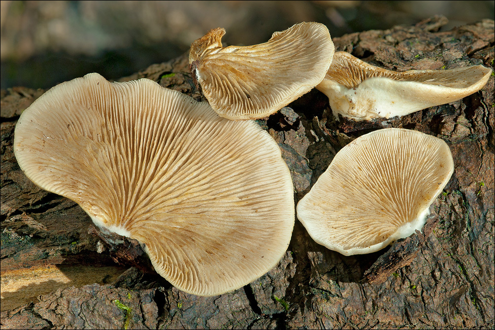 Слика од <i>Crepidotus mollis</i> var. <i>calolepsis</i>