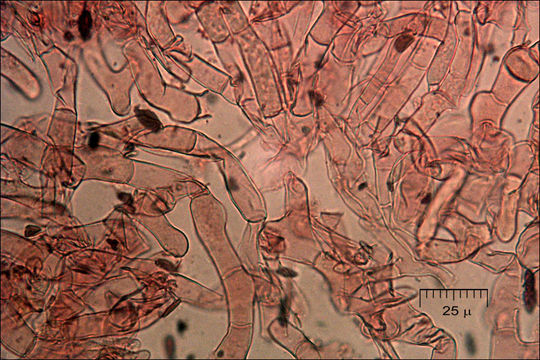 Слика од <i>Crepidotus mollis</i> var. <i>calolepsis</i>