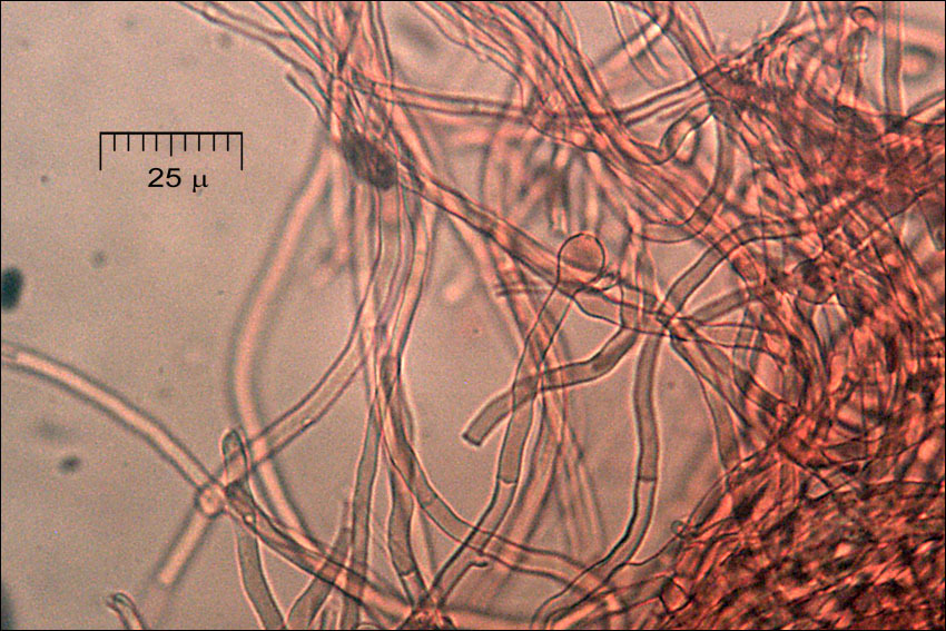 Слика од <i>Crepidotus mollis</i> var. <i>calolepsis</i>