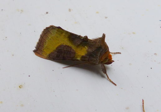 Image of burnished brass