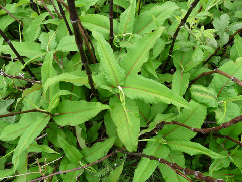 Image of <i>Persicaria wallichii</i>