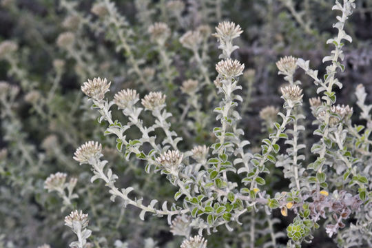 Plecostachys serpyllifolia (Berg.) O. M. Hilliard & B. L. Burtt的圖片