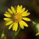 Image of scrubland goldenaster