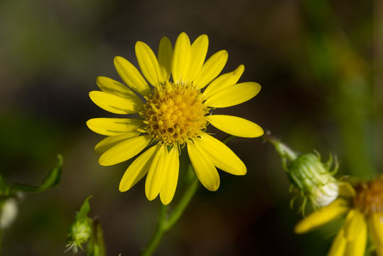 Image of scrubland goldenaster