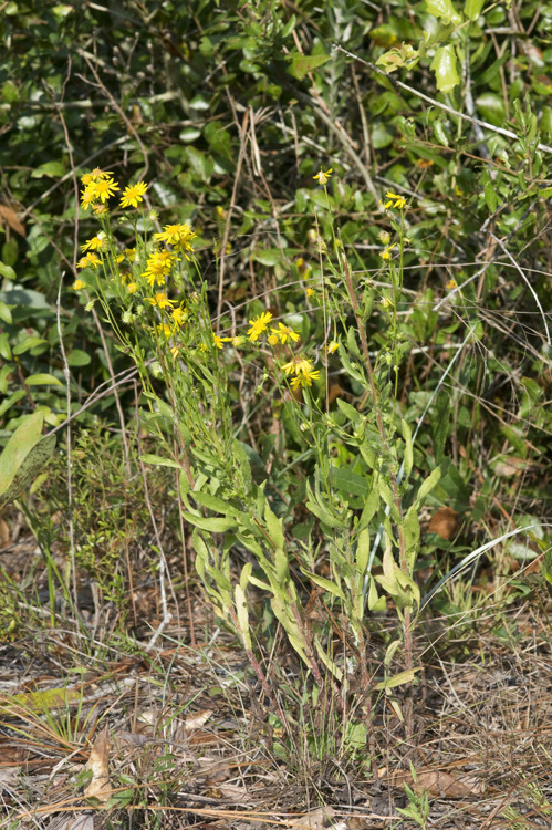 Image of scrubland goldenaster