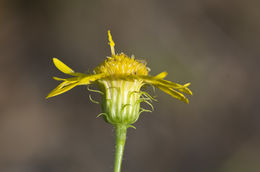 Image of scrubland goldenaster