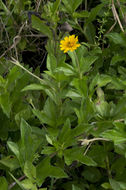 Image of Bay Biscayne creeping-oxeye