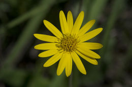 Image of Coastal-Plain Silk-Grass