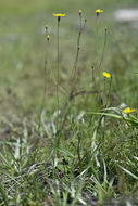 Image of Coastal-Plain Silk-Grass