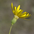 Image of Coastal-Plain Silk-Grass