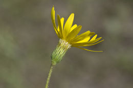 Image of Coastal-Plain Silk-Grass