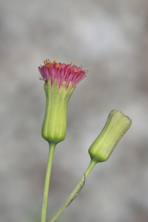 Image of Florida tasselflower