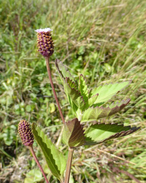 Image of lanceleaf fogfruit