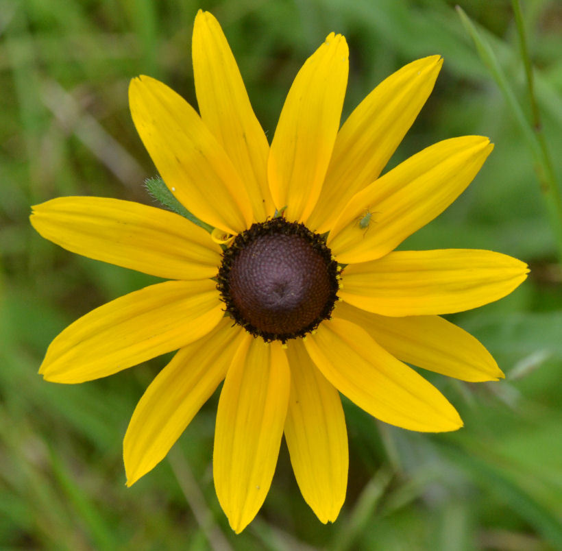 Sivun Rudbeckia hirta var. pulcherrima Farw. kuva