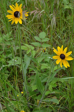 Imagem de Rudbeckia hirta var. pulcherrima Farw.