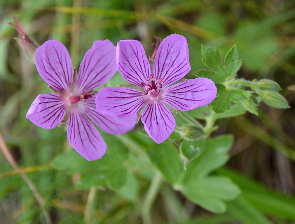 Imagem de Geranium oreganum Howell