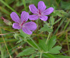 Imagem de Geranium oreganum Howell