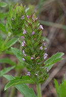 Image de dracocéphale à petite fleur