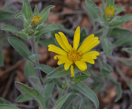 Image of rockyscree false goldenaster