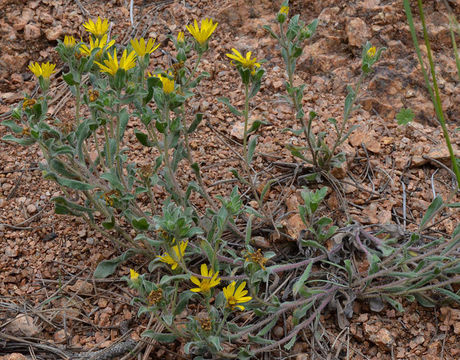 Image of rockyscree false goldenaster