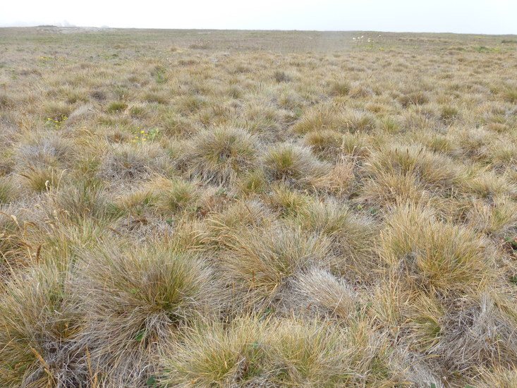 Image of Pacific hairgrass