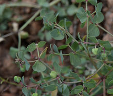 Image de Euphorbia brachycera Engelm.