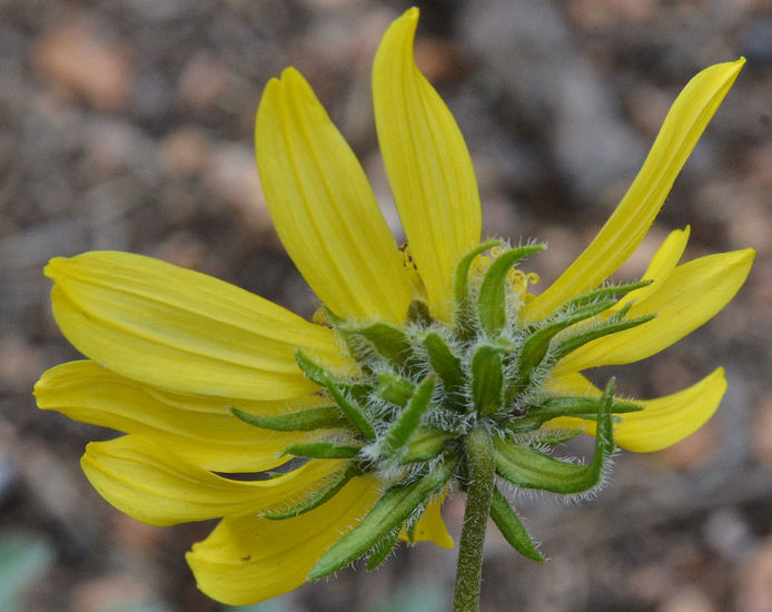 Image of Parry's dwarf-sunflower