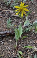 Image of Parry's dwarf-sunflower