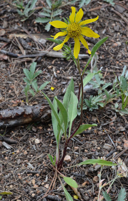 Image of Parry's dwarf-sunflower