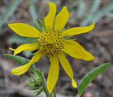 Image of Parry's dwarf-sunflower