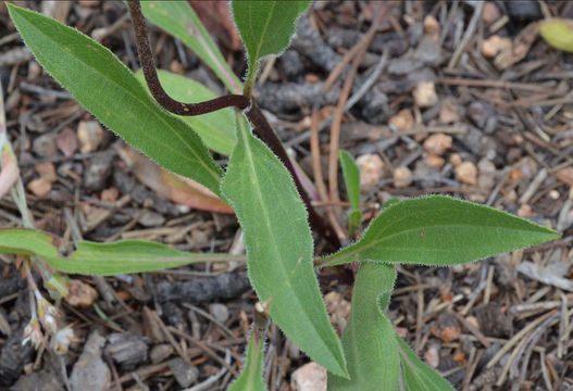 Image of Parry's dwarf-sunflower