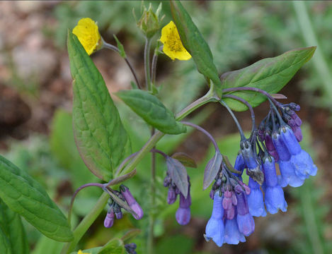 Image de <i>Mertensia lanceolata</i> var. <i>nivalis</i>