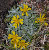 Image of caespitose four-nerve daisy