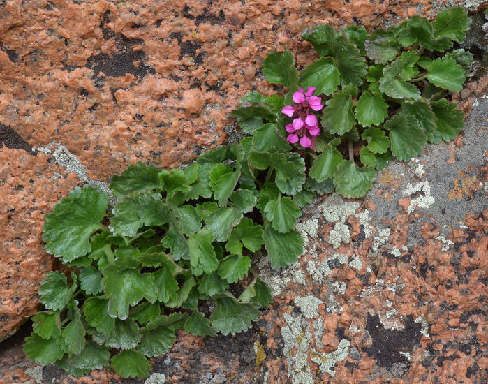 Слика од <i>Telesonix jamesii</i>