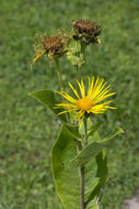 Inula helenium L. resmi